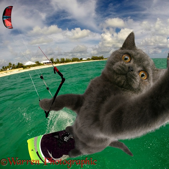 Kite surfing cat selfie