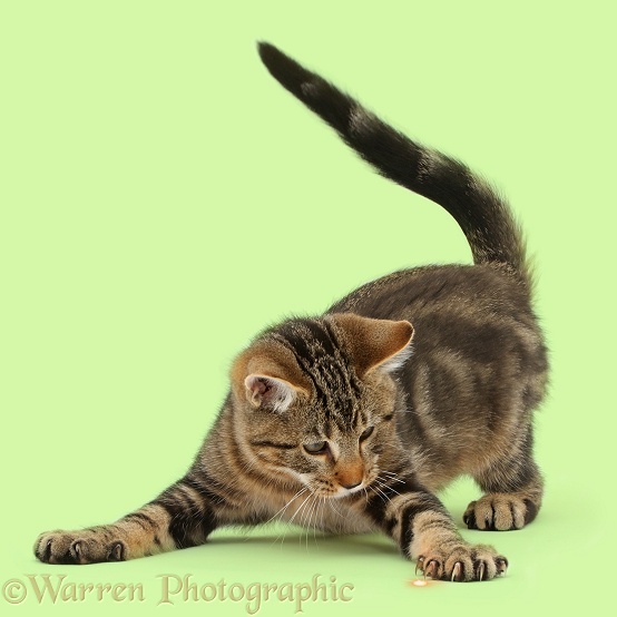 Playful tabby kitten, Picasso, 3 months old, chasing the red dot, white background