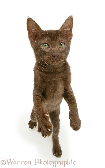 Brown Oriental-type kitten standing up, white background