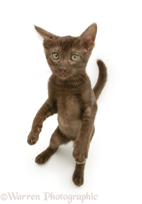 Brown Oriental-type kitten standing up, white background