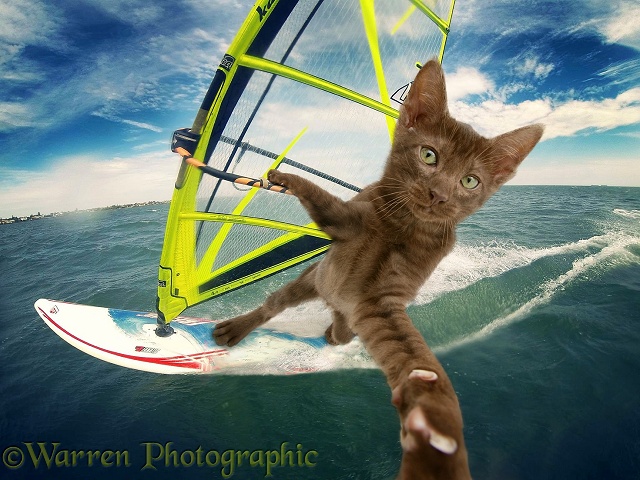 Windsurfing cat selfie
