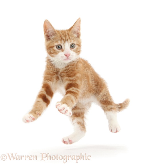 Ginger kitten, Ollie, 10 weeks old, leaping, white background