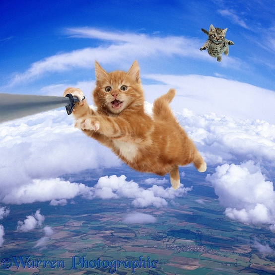 Sky diving cat selfie