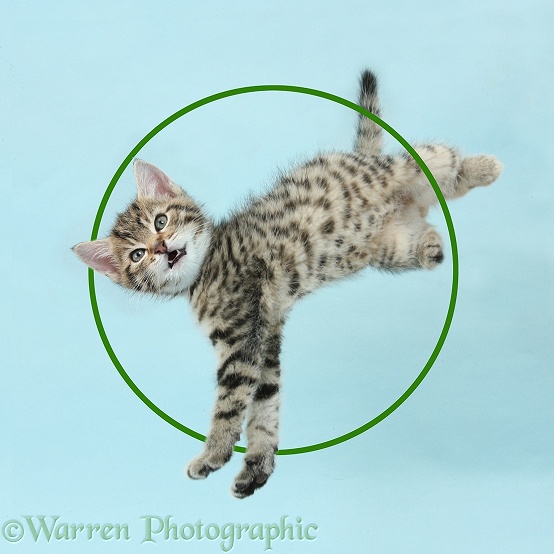 Tabby kitten, Stanley, 8 weeks old, taking a flying leap, on blue background