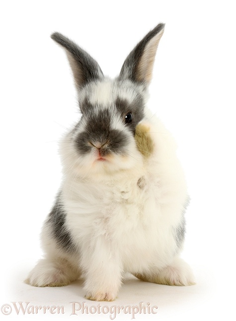 Baby bunny waving, white background