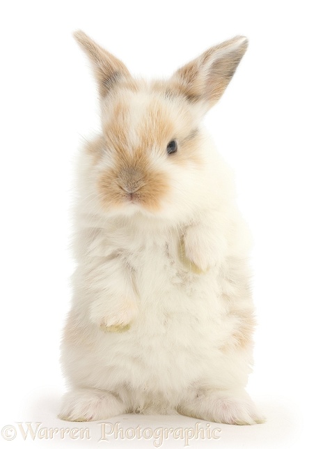 Baby bunny with paws up, white background