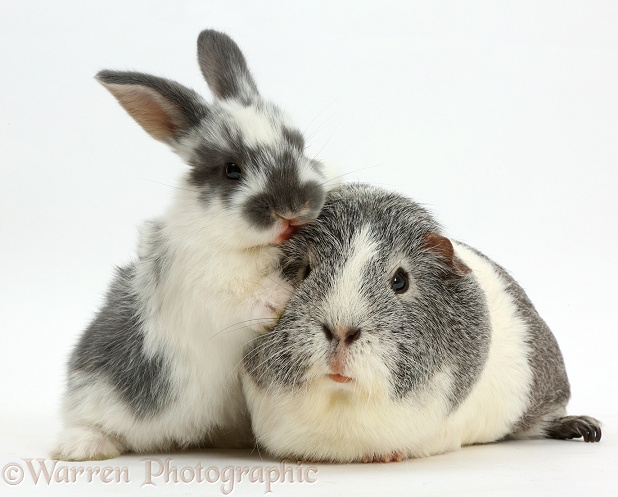 Baby bunny and Guinea pig kissing, white background