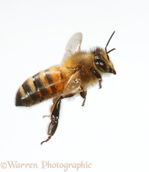 Honey Bee (Apis mellifera) worker in flight, white background