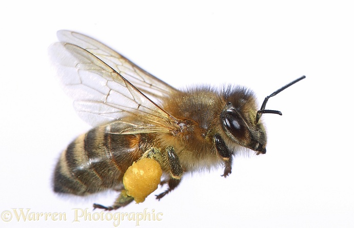Honey Bee (Apis mellifera) worker in flight carrying pollen, white background