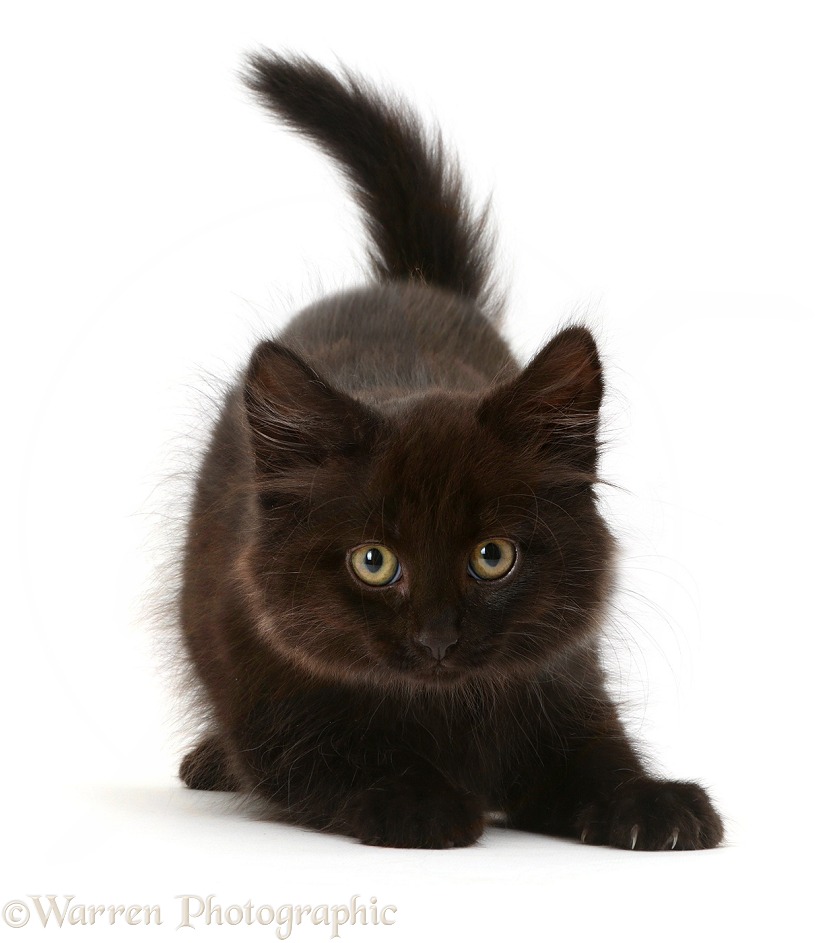 Playful fluffy black kitten, 10 weeks old, white background