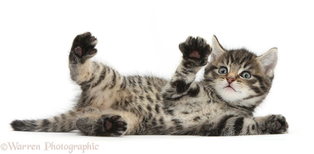 Cute playful tabby kitten, Fosset, 6 weeks old, lying on his back with paws up, white background