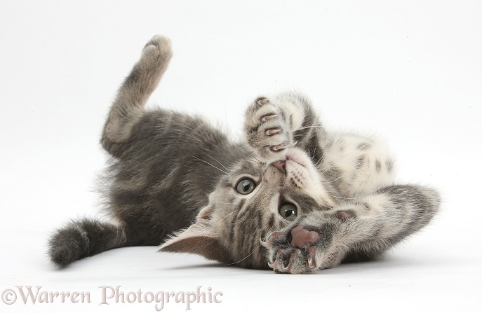Tabby kitten, Max, 9 weeks old, rolling playfully on his back, white background