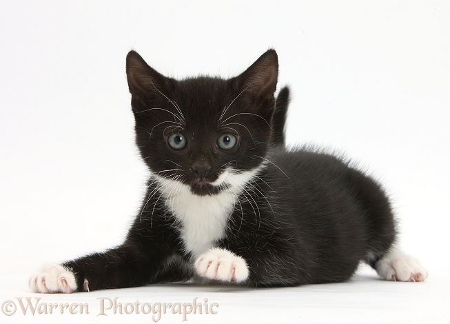 Playful black-and-white tuxedo male kitten, 7 weeks old, sitting, white background