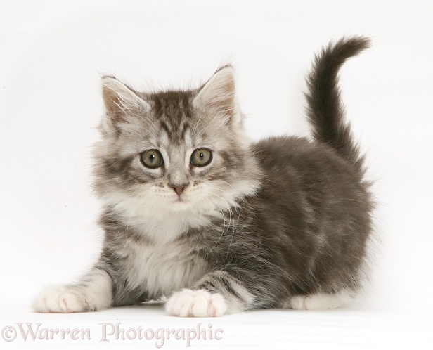Playful grey tabby Maine Coon kitten, white background