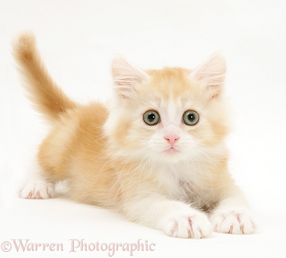 Playful ginger Maine Coon kitten, white background
