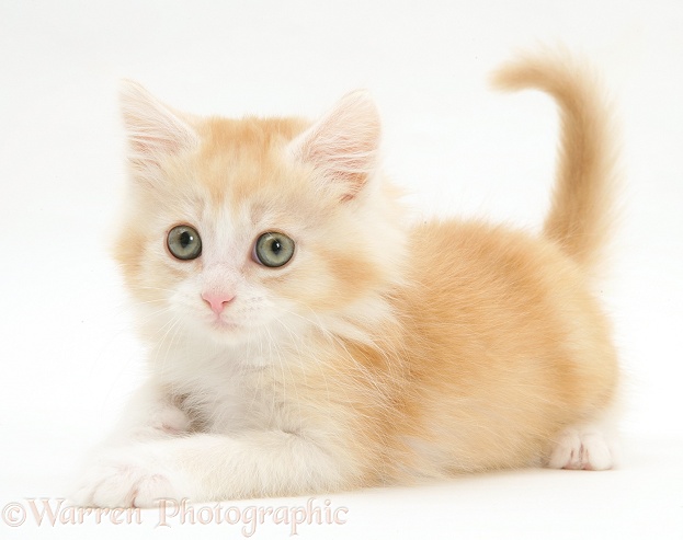 Playful ginger Maine Coon kitten, white background