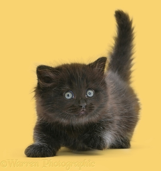 Cute little black kitten, white background