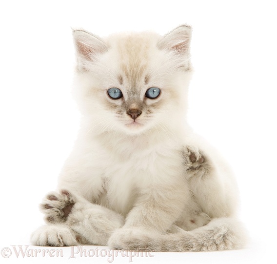 Birman-cross kitten sitting back, white background