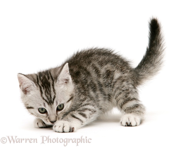Playful silver spotted shorthair kitten, white background