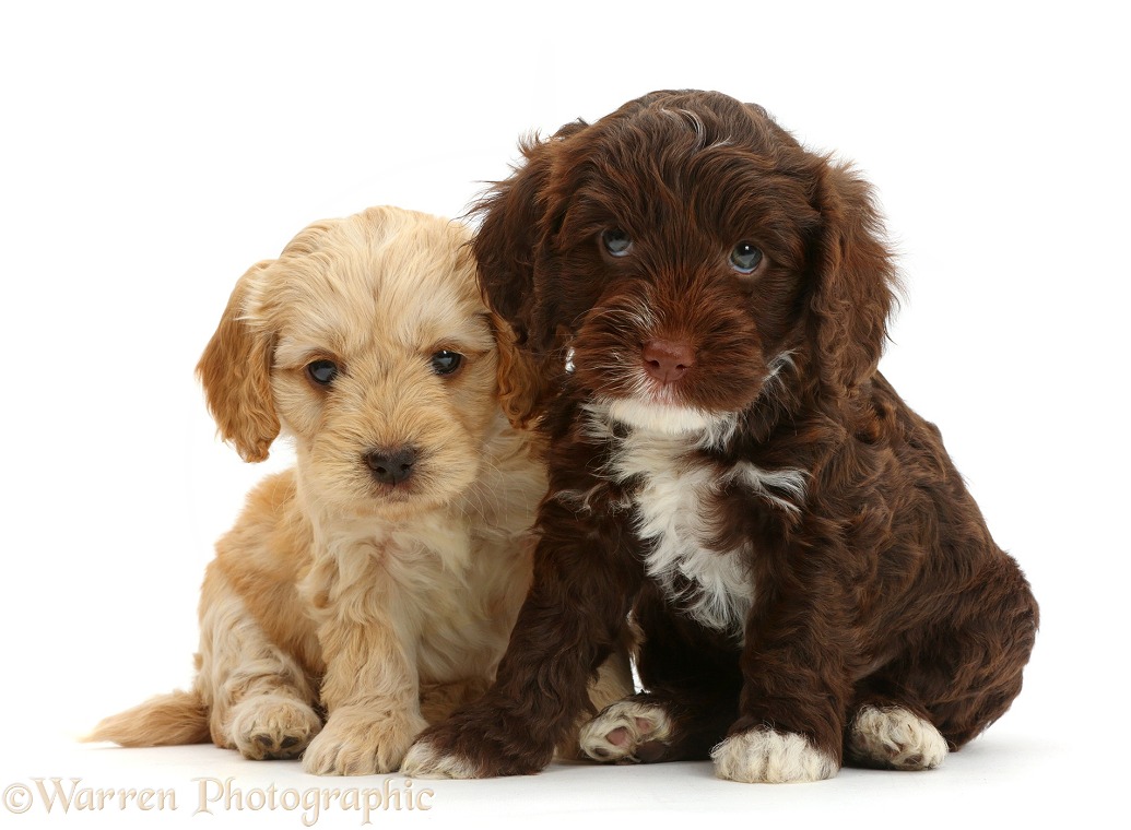 Two Cockapoo puppies, white background