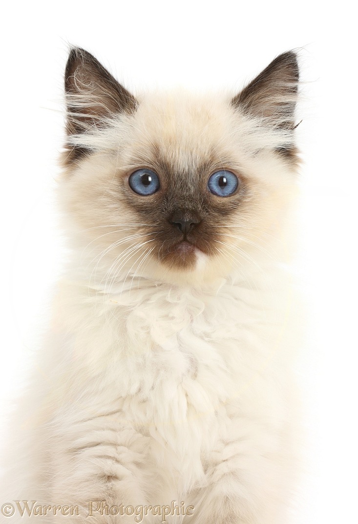 Ragdoll kitten, 10 weeks old, white background