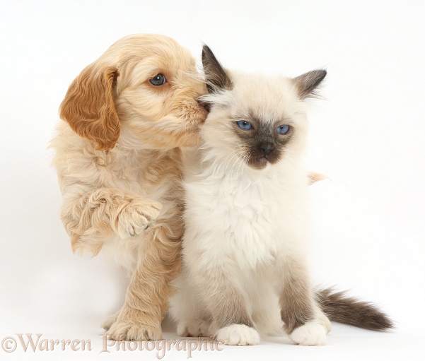 Ragdoll kitten and Cockapoo puppy, white background