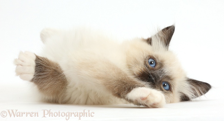 Ragdoll kitten, 10 weeks old, lying on her side, white background