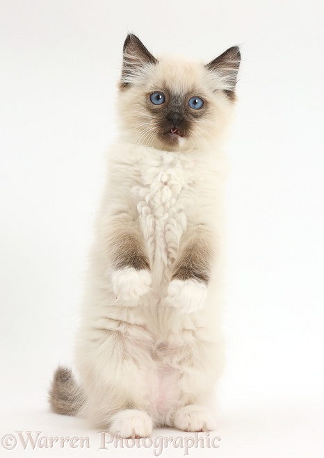 Ragdoll kitten, 10 weeks old, standing up, white background