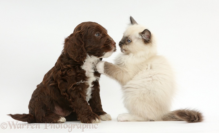 Ragdoll kitten, 10 weeks old, with loving Chocolate Cockapoo puppy, 6 weeks old, white background