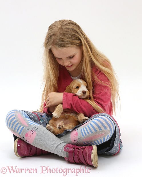Girl holding Cockapoo puppy, white background