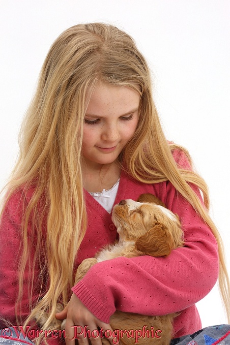 Girl holding sleepy Cockapoo puppy, white background