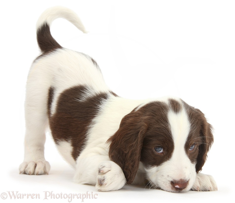 Working English Springer Spaniel puppy, 6 weeks old, in play-bow stance, white background