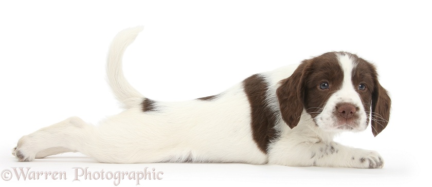 Working English Springer Spaniel puppy, 6 weeks old, lying stretched out, white background