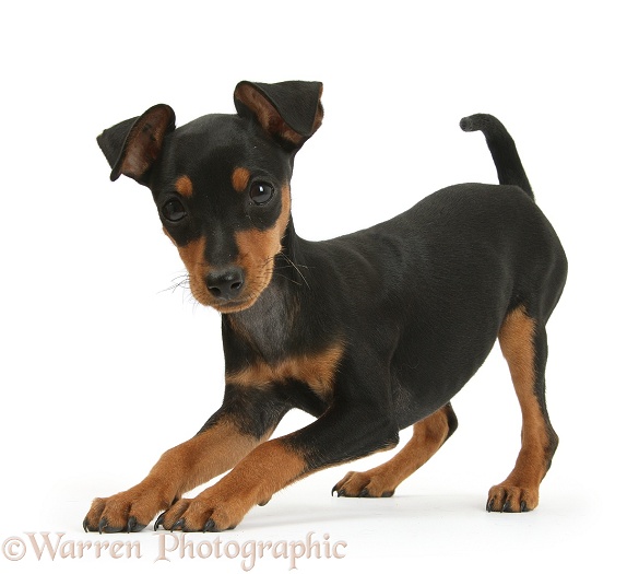 Playful Miniature Pinscher puppy, Orla, in play-bow, white background