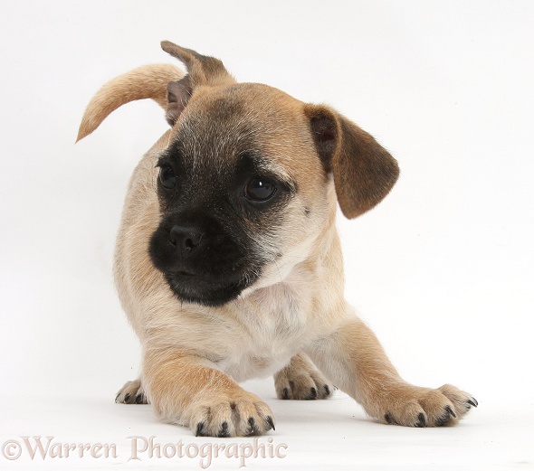 Playful Jug puppy (Pug x Jack Russell Terrier), 9 weeks old, white background