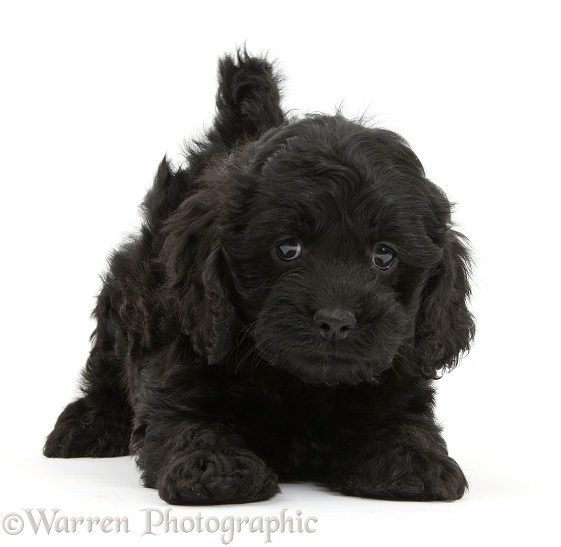 Playful black Cockapoo pup, 6 weeks old, white background