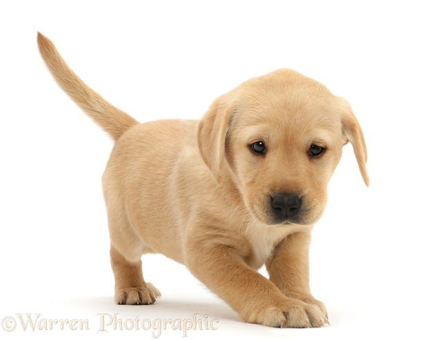 Cute Yellow Labrador Retriever puppy, 8 weeks old, white background