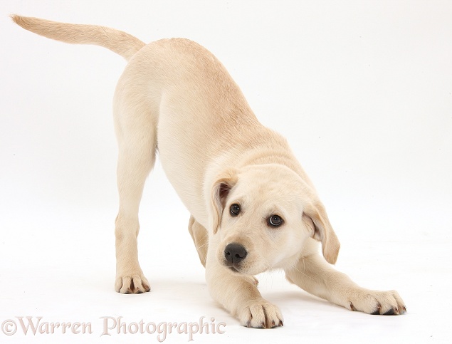 Playful Yellow Labrador Retriever pup, 3 months old, in play-bow stance, white background