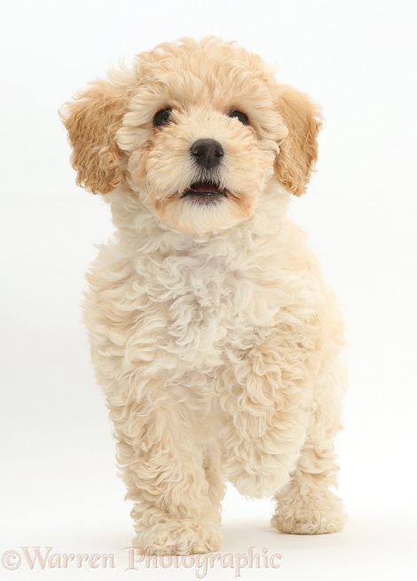 Cute Poochon puppy, 6 weeks old, white background