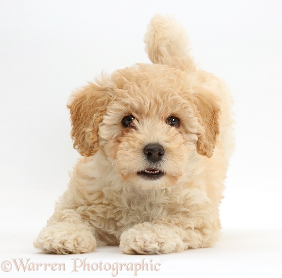 Cute playful Poochon puppy, 6 weeks old, white background