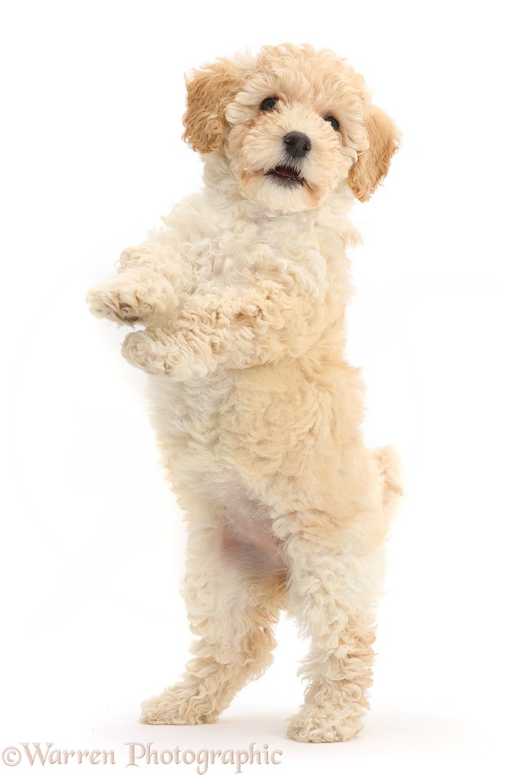 Cute playful Poochon puppy, 6 weeks old, standing up on hind legs, white background