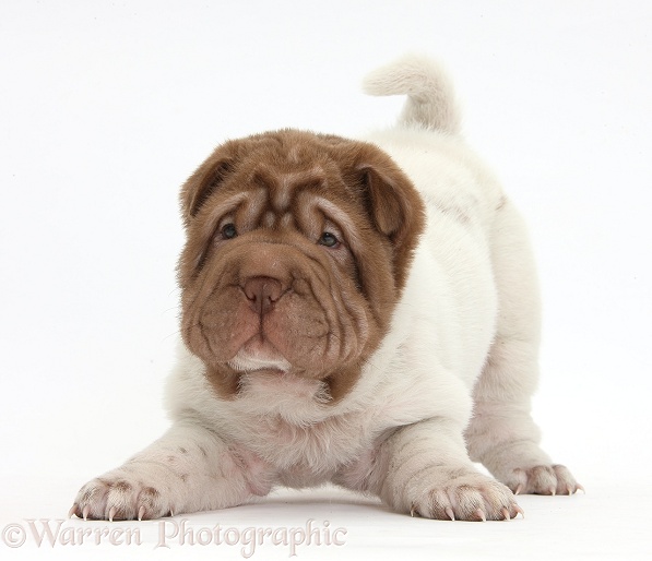 Shar Pei pup in play-bow stance, white background