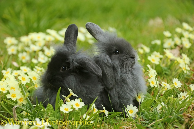 Young rabbits among Spring primrose flowers