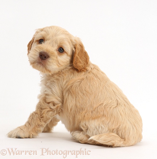 Cockapoo puppy, sitting, back to view, looking round, white background