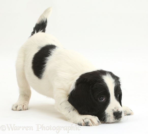 Black-and-white Springer Spaniel puppy, 6 weeks old, in play-bow stance, white background