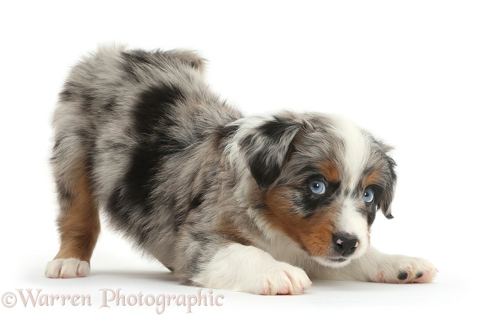 Miniature American Shepherd puppy, 7 weeks old, in play-bow stance, white background
