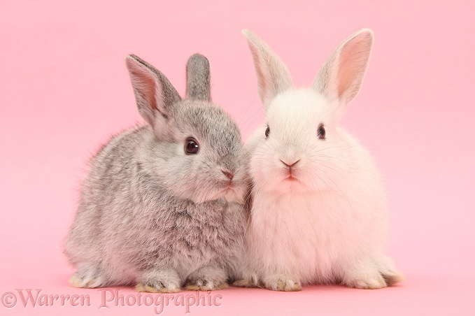 White and silver young Lop rabbits on pink background