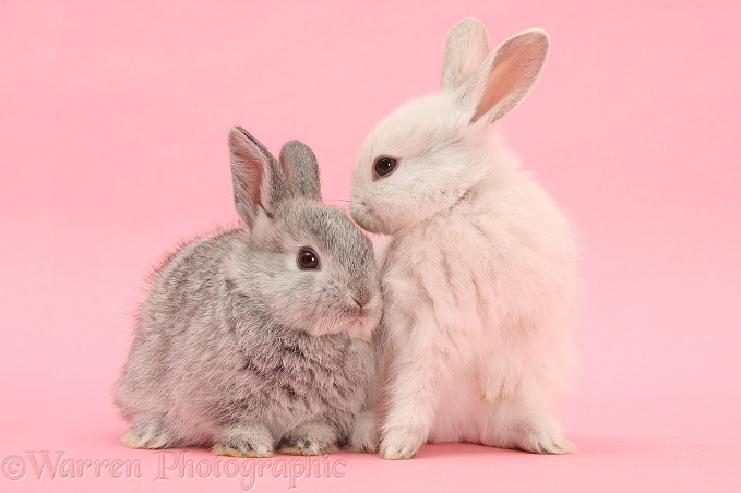 White and silver young Lop rabbits on pink background