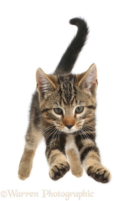 Tabby kitten, Picasso, 11 weeks old, leaping, white background