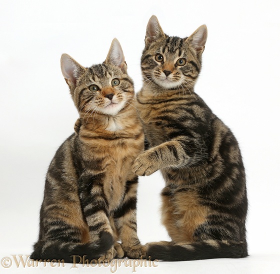Tabby cats, Picasso and Smudge, 3 months old, together. Smudge with his arm around Picasso, white background